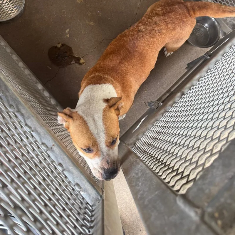 An adult medium-sized female Brown / Chocolate Mixed Breed dog named Louise for adoption in Lake Jackson, TX