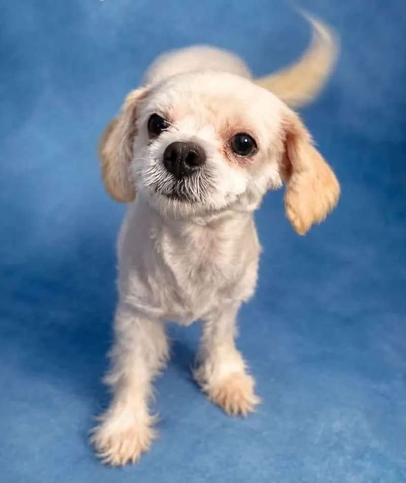 An adult small-sized male White / Cream Shih Tzu dog named Milo for adoption in Boulder, CO