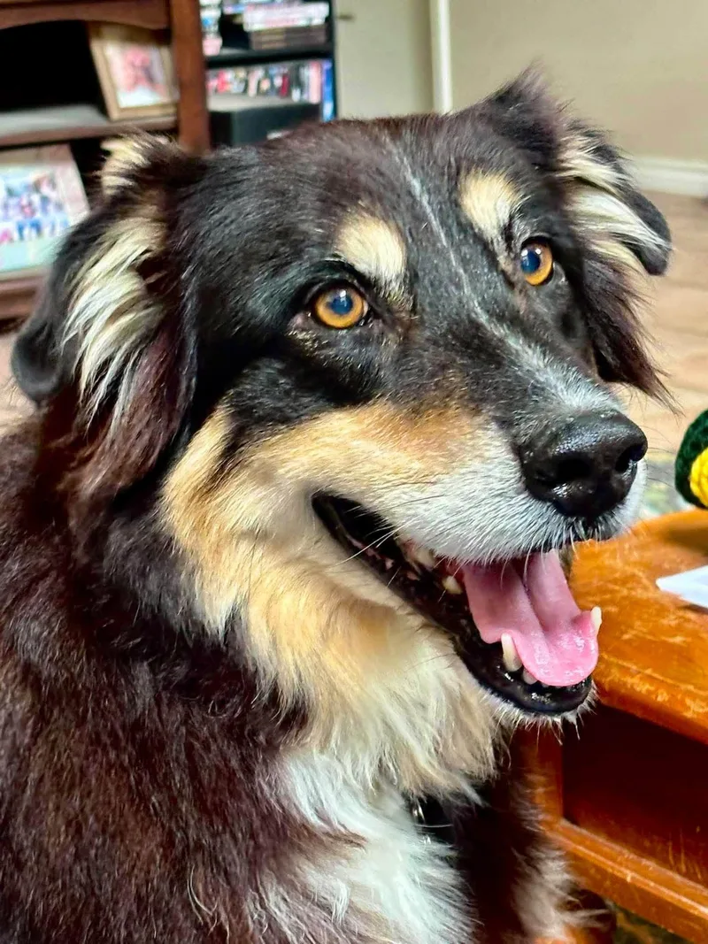 An adult medium-sized male Black Australian Shepherd dog named ARPH   Astro for adoption in North Richland Hills, TX