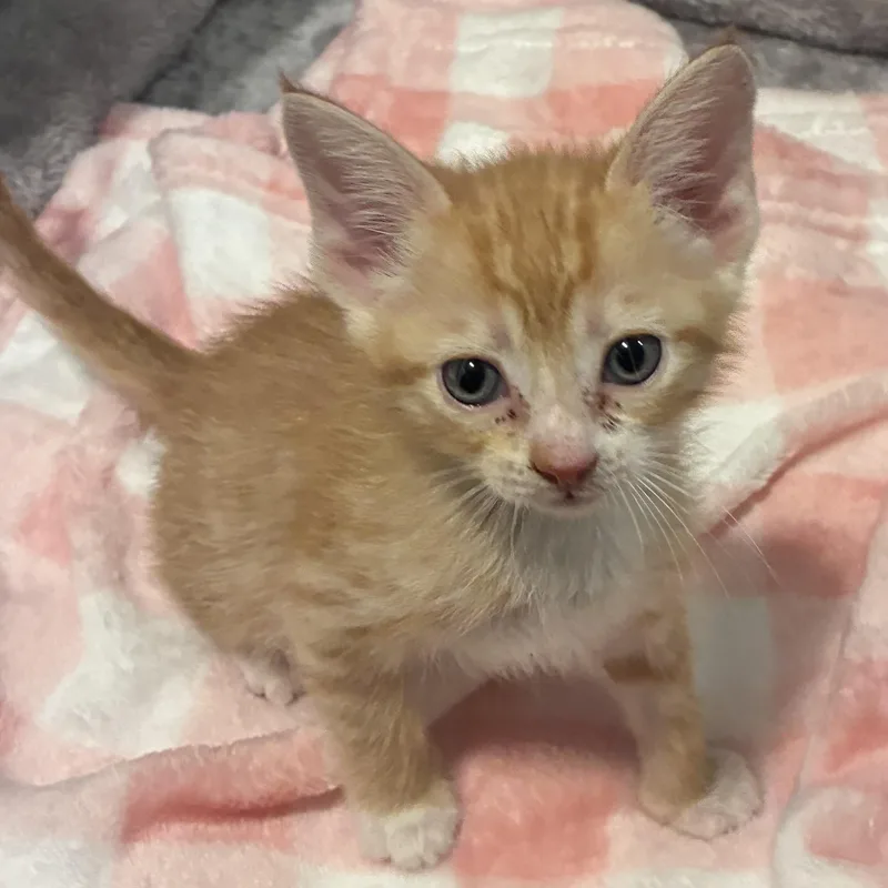 A baby small-sized female Tabby (Orange / Red) Domestic Long Hair cat named Boo & Autumn for adoption in Liverpool, TX