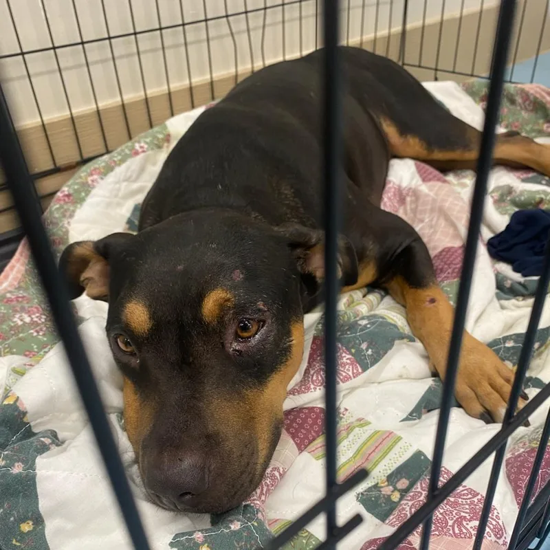 Ellielaudy thumbnail 2