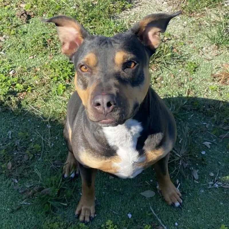 Ellielaudy thumbnail 3