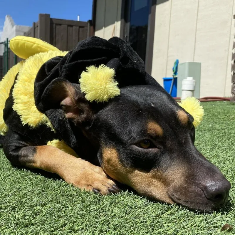 Ellielaudy thumbnail 4