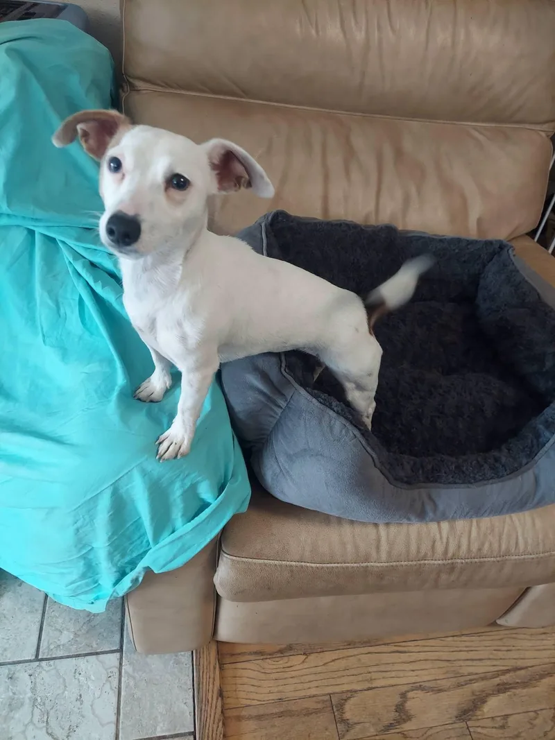 A young small-sized female Jack Russell Terrier dog named Lilly for adoption in Oakland, CA