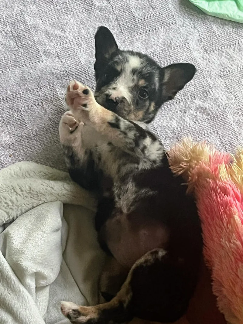 A baby medium-sized female Feist dog named Snazzy Gatlin for adoption in Saunderstown, RI