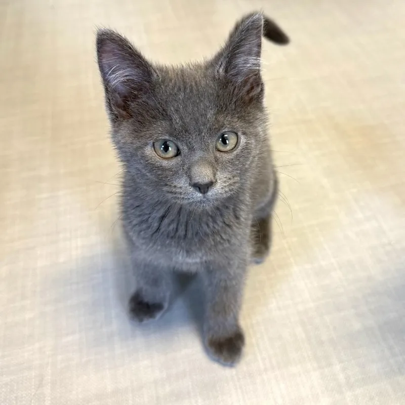 A baby medium-sized male Gray / Blue / Silver Domestic Short Hair cat named Sterling for adoption in Greensburg, PA