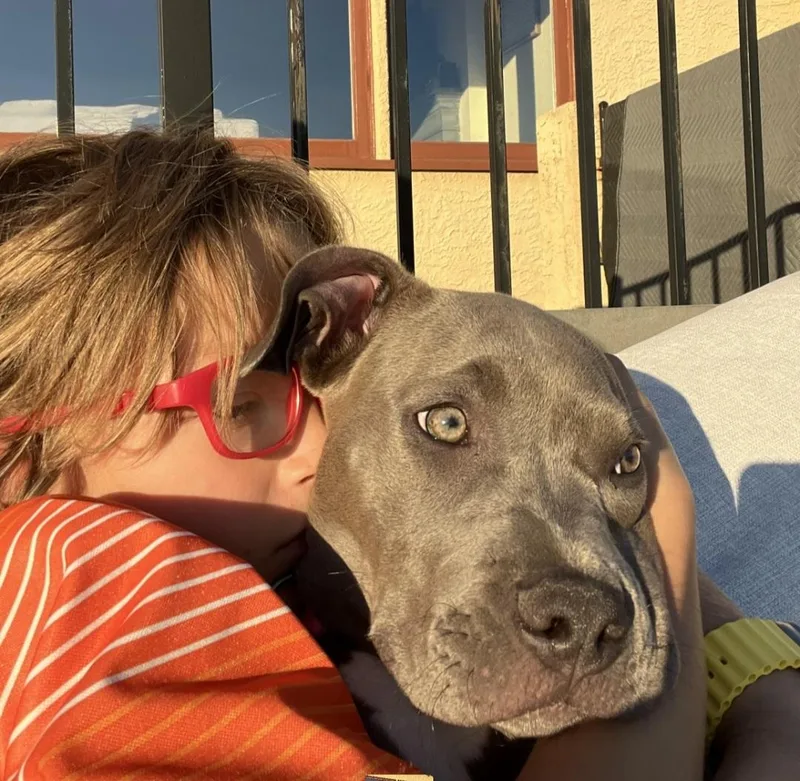 An adult medium-sized female Gray / Blue / Silver Pit Bull Terrier dog named Utah for adoption in AUBURN, WA