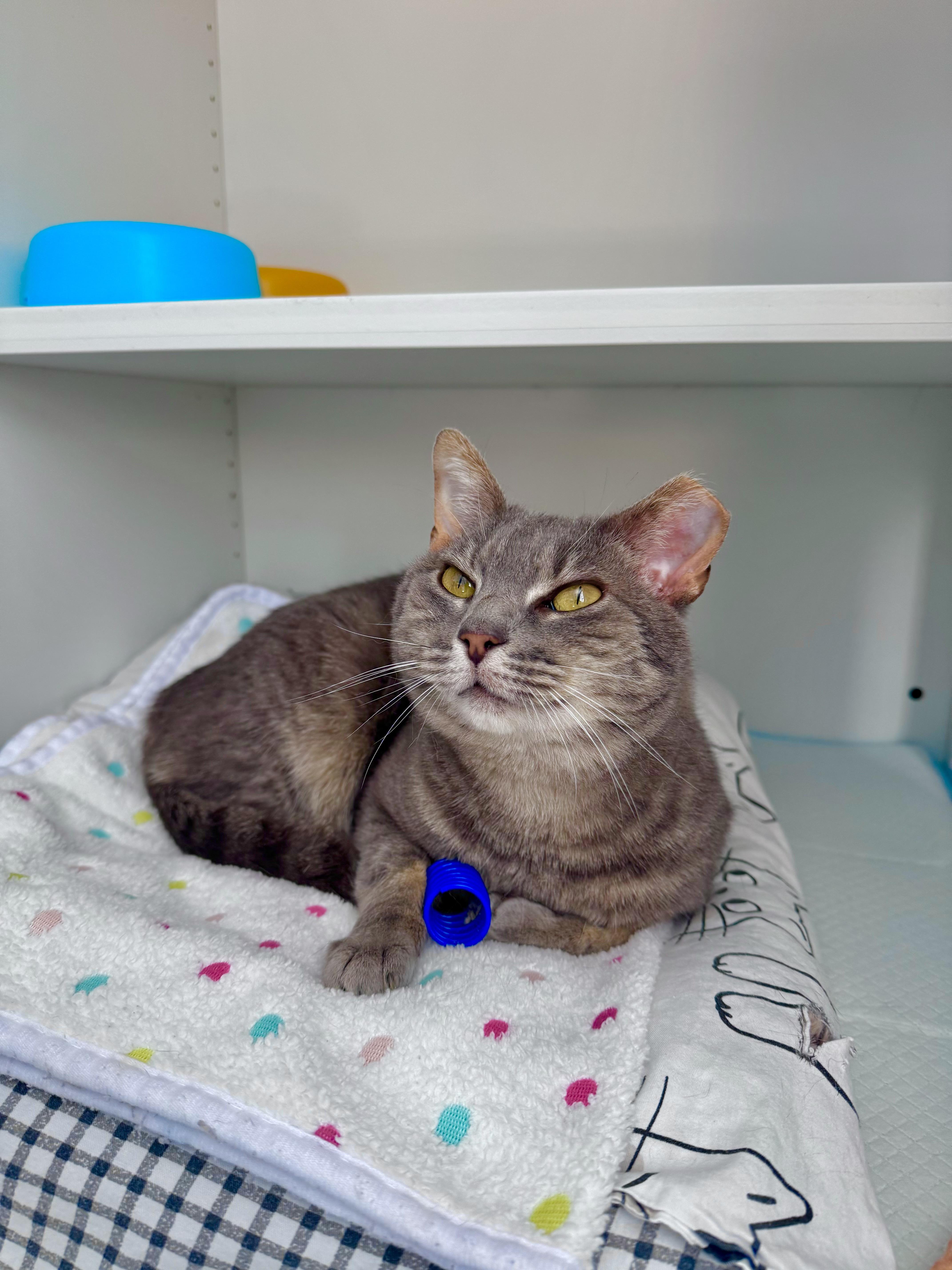 An adult medium-sized male Domestic Short Hair cat named Oakley for adoption in Ramsey, NJ