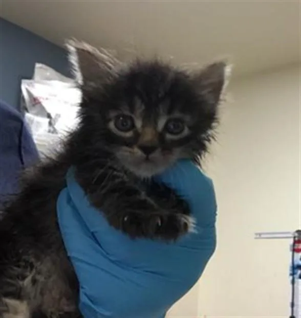 A baby small-sized male Domestic Short Hair cat named Rio Jr for adoption in Riverside, CA