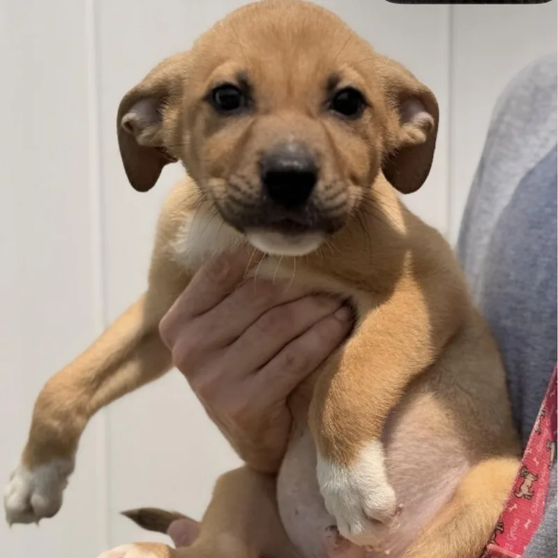 A young medium-sized male Golden Labrador Retriever dog named Randy for adoption in Delhi, NY