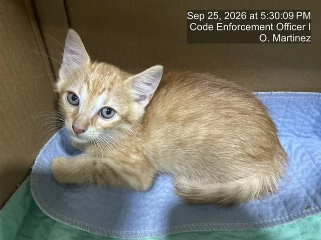 A baby small-sized male Domestic Medium Hair cat named A for adoption in Naples, FL