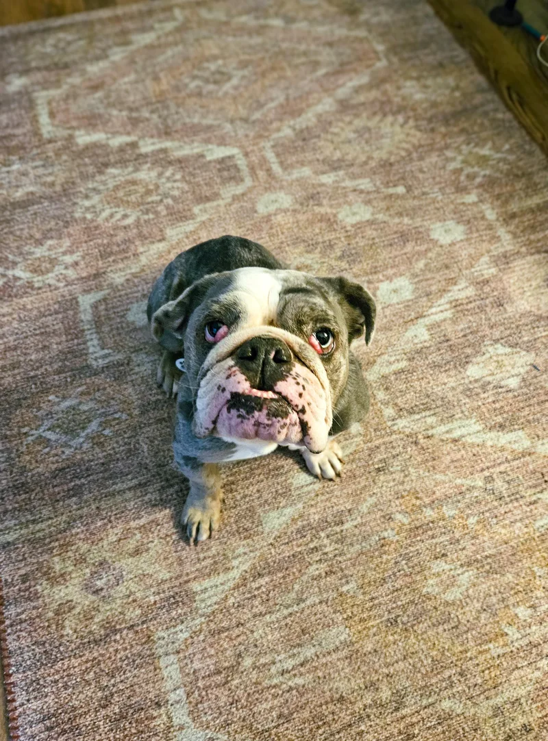 Dottie