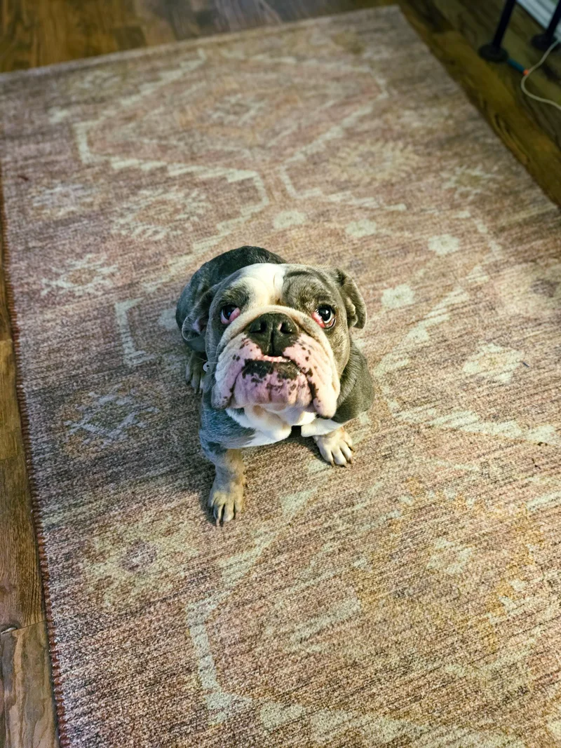 Dottie thumbnail 2