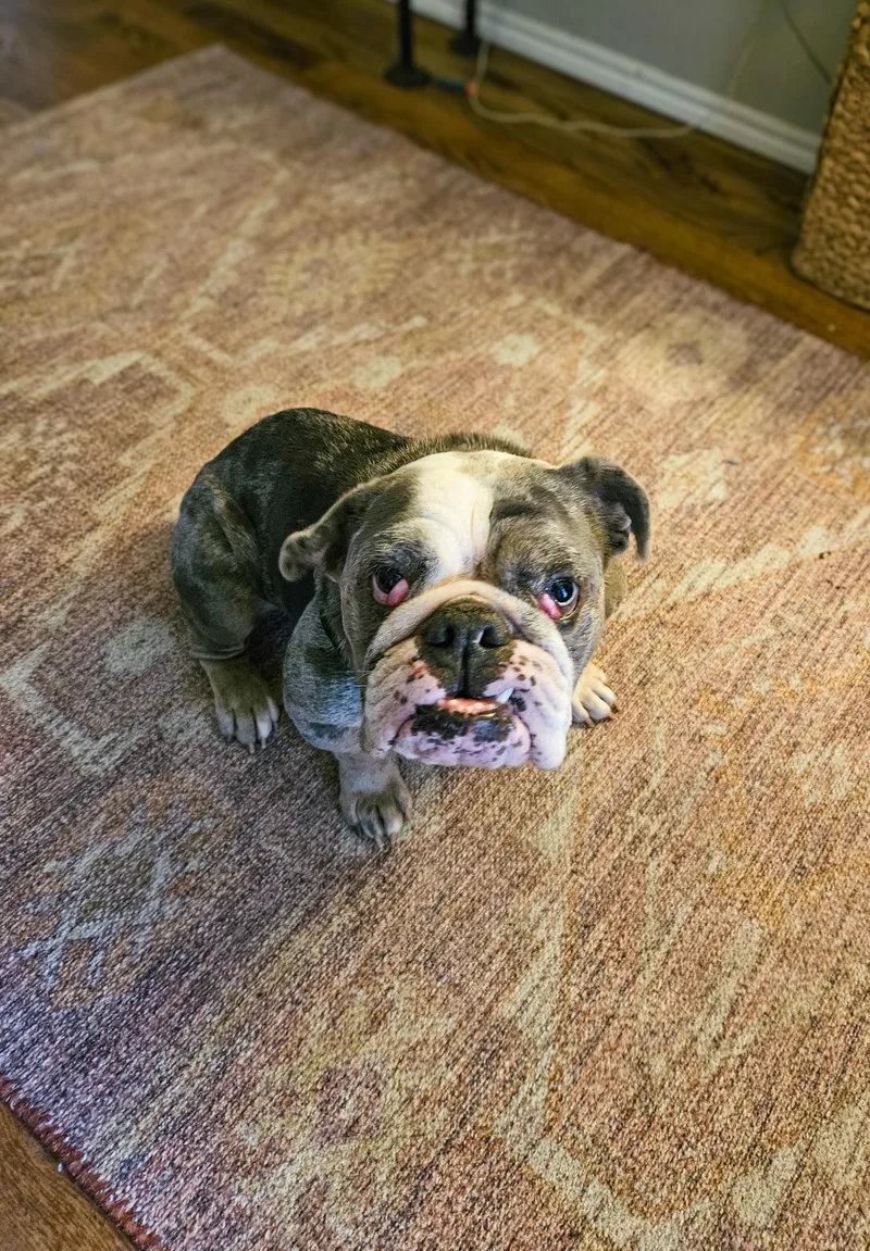Dottie thumbnail 4