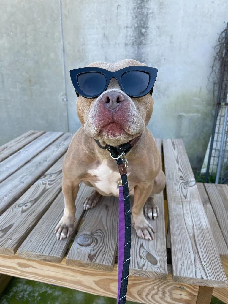 A senior medium-sized female Pit Bull Terrier dog named Carol for adoption in New Orleans, LA