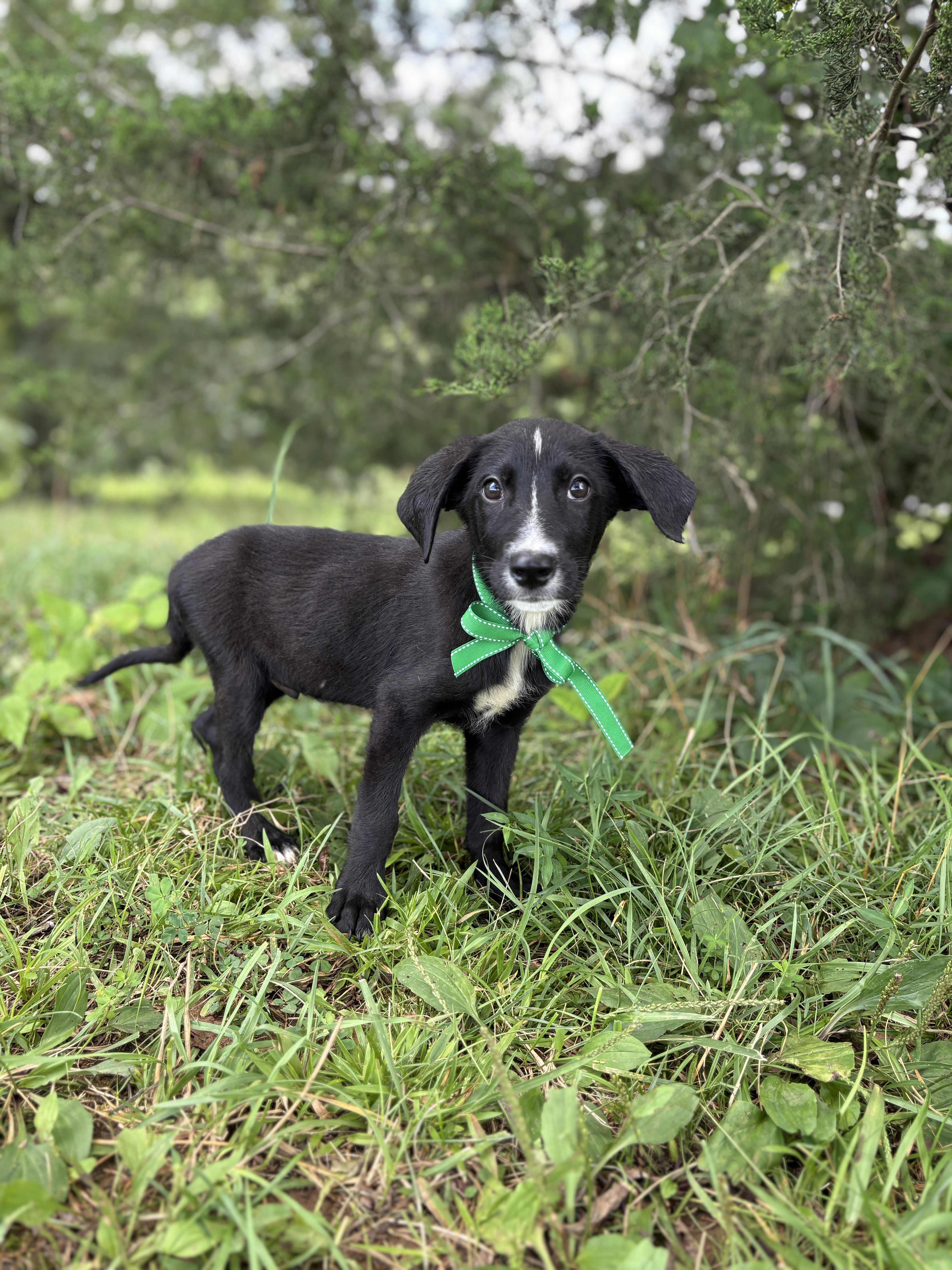 A baby small-sized male Black Mixed Breed dog named Snickers Transport for adoption in Gradyville, KY