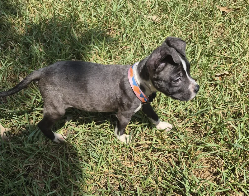 A baby medium-sized female American Staffordshire Terrier dog named Ella for adoption in Humble, TX