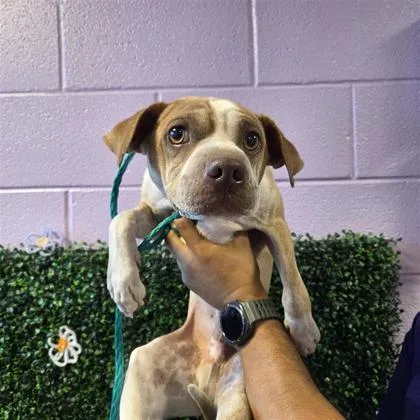 A young medium-sized male Brown / Chocolate Mixed Breed dog named 61032557 for adoption in El Paso, TX