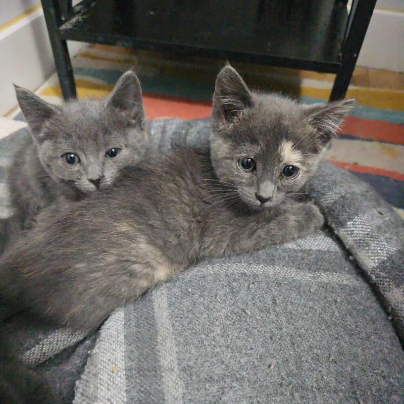 A baby small-sized female Gray / Blue / Silver Domestic Short Hair cat named Pebble for adoption in Spokane, WA