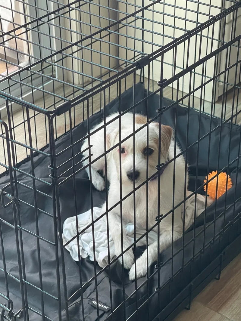 A young small-sized female Jack Russell Terrier dog named Thea for adoption in Odessa, FL