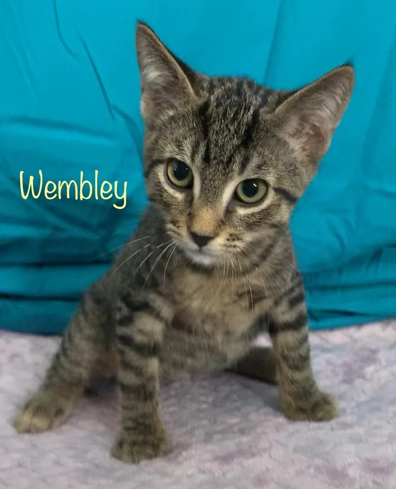 Wembley thumbnail 2
