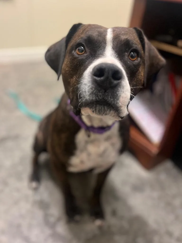Petunia