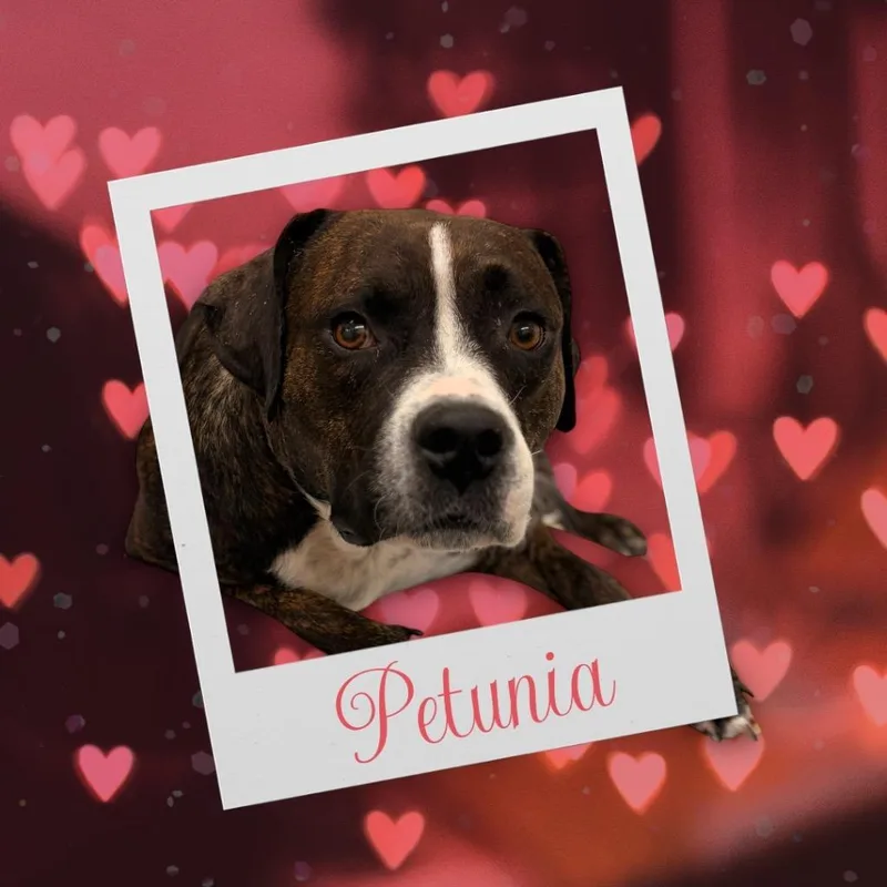 Petunia thumbnail 2