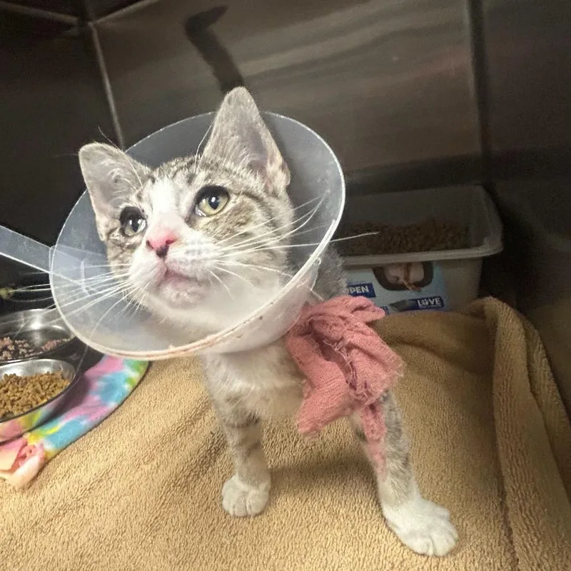 A baby small-sized female Gray / Blue / Silver Domestic Short Hair cat named Apple Pie for adoption in Fredericksburg, VA