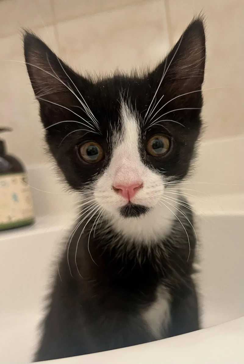 A baby medium-sized male Black & White / Tuxedo Domestic Short Hair cat named Shane Ilya for adoption in Brooklyn, NY