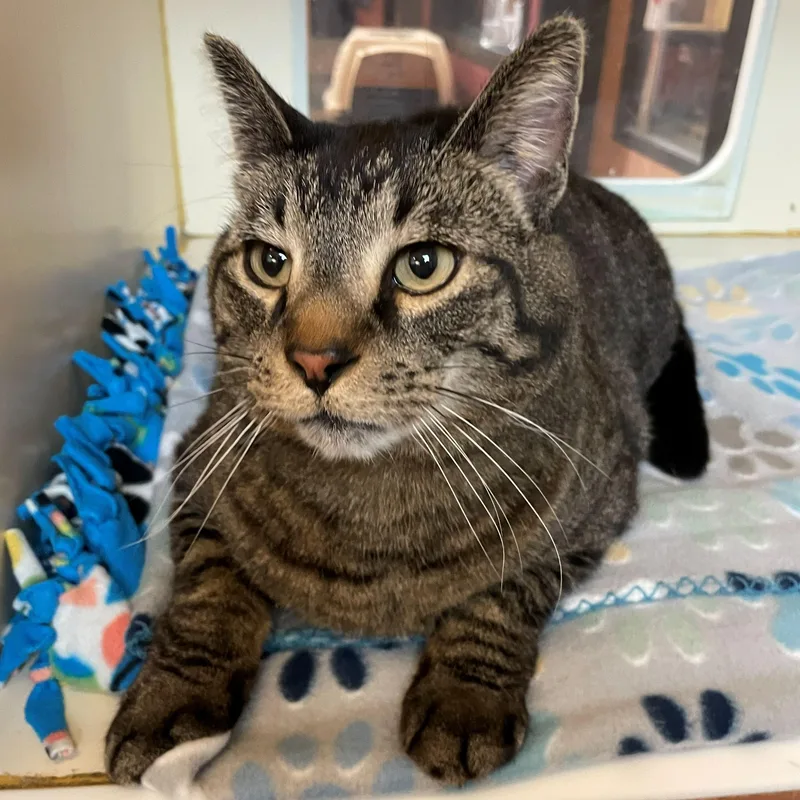 A senior large-sized male Tabby (Brown / Chocolate) Domestic Short Hair cat named Shaman for adoption in Rochester, MN