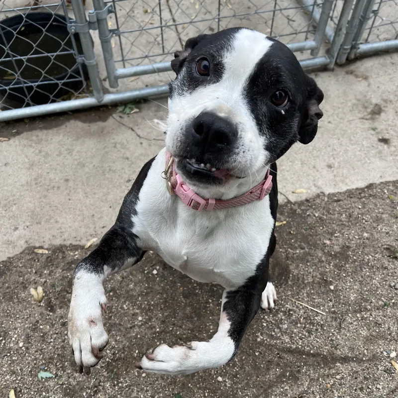 A senior medium-sized female Black Pit Bull Terrier dog named Jewels for adoption in Fairmont, MN