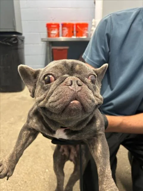 An adult small-sized female French Bulldog dog named Hazel for adoption in Woodland, CA