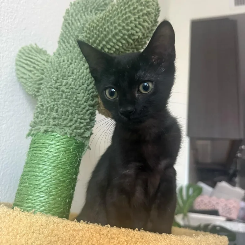 A baby small-sized female Black Domestic Short Hair cat named Sparrow for adoption in Long Beach, CA