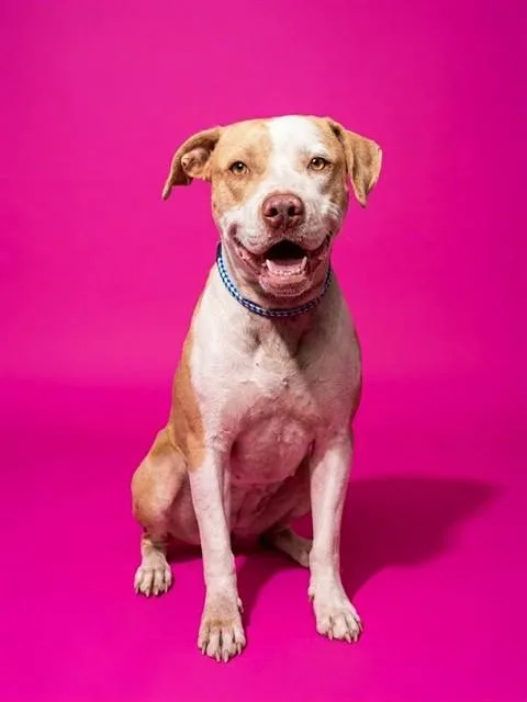 An adult medium-sized female Mixed Breed dog named Rocko for adoption in Jacksonville, FL