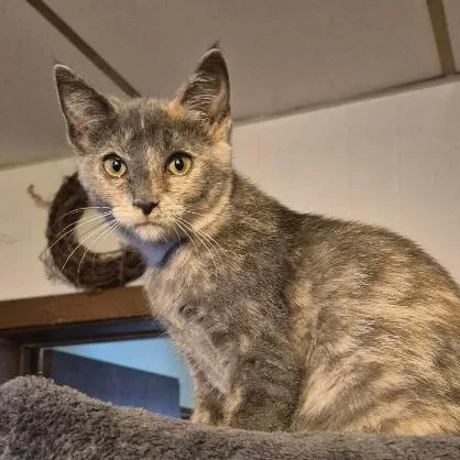 A young small-sized female Dilute Tortoiseshell Domestic Short Hair cat named Rhen for adoption in Gresham, WI
