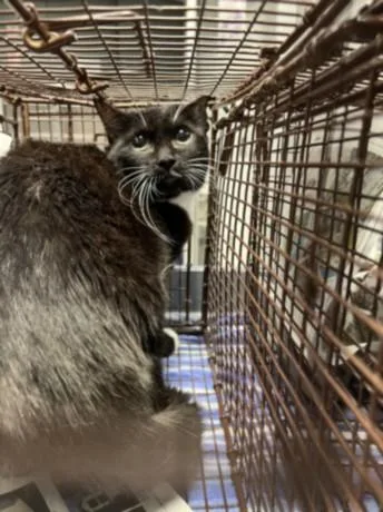 An adult medium-sized female Domestic Short Hair cat named Stevie for adoption in Chatsworth, CA
