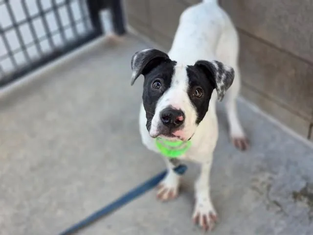 A young small-sized male Pit Bull Terrier dog named Archie for adoption in Tucson, AZ