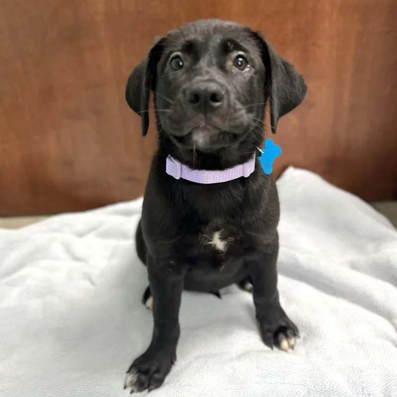 A baby small-sized female Mixed Breed dog named Honey Bun for adoption in State College, PA