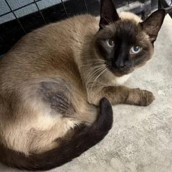 An adult large-sized female Siamese cat named Pretty Girl for adoption in Bryan, OH