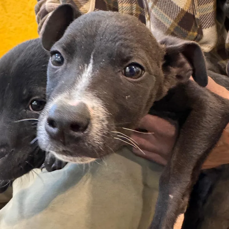 A baby small-sized male Black Hound dog named Robin for adoption in Lynchburg, VA