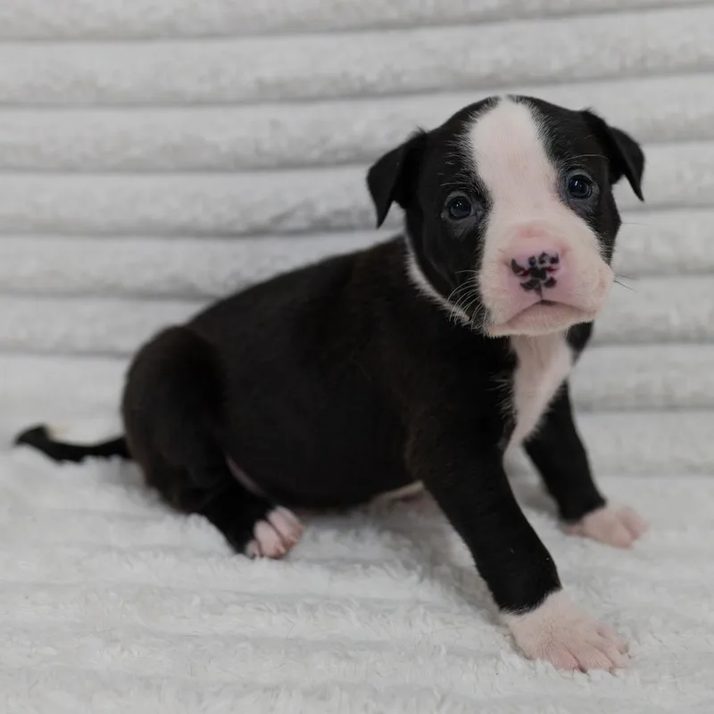 A baby small-sized male Black Labrador Retriever dog named Riot for adoption in Fulton, MO
