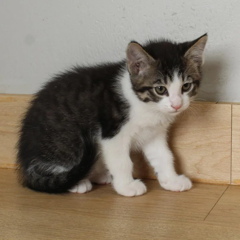 A baby small-sized male Brown / Chocolate Domestic Short Hair cat named Miles C for adoption in Minnetonka, MN