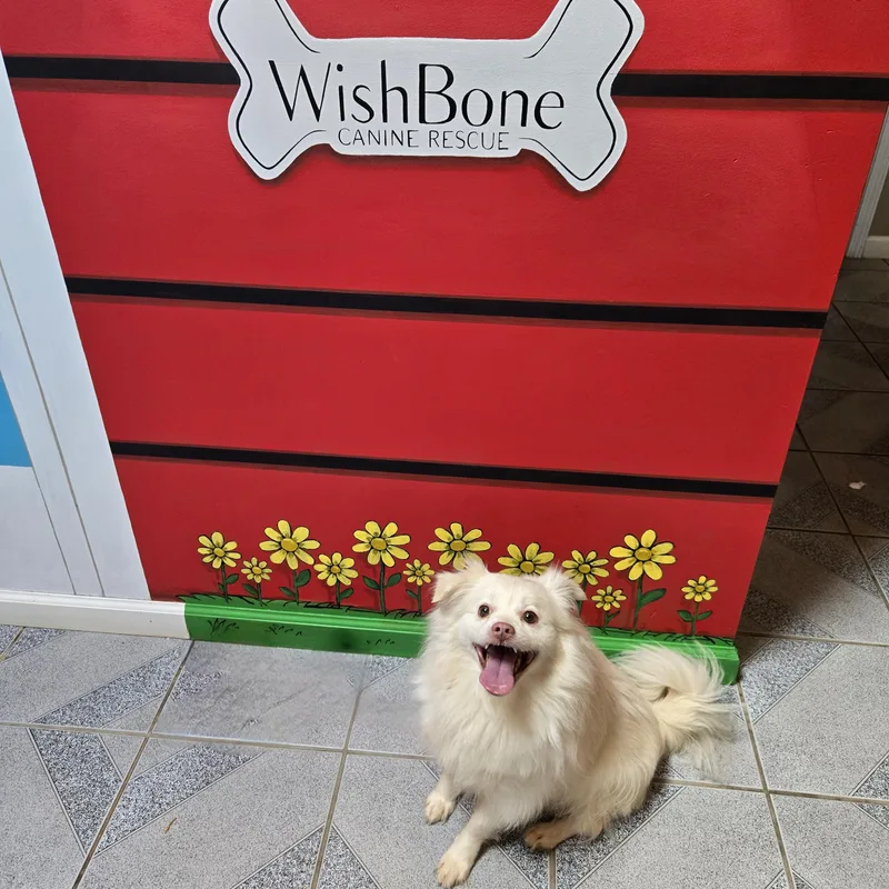 An adult small-sized male White / Cream Pomeranian dog named Olaf for adoption in Normal, IL