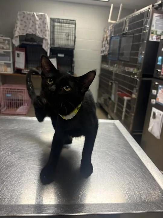 A young medium-sized male Black Domestic Short Hair cat named Beethoven for adoption in Cincinnati, OH