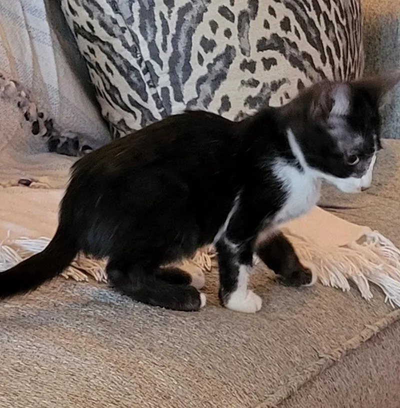 A baby small-sized male Black & White / Tuxedo Tuxedo cat named Ace C Ingram for adoption in Saunderstown, RI
