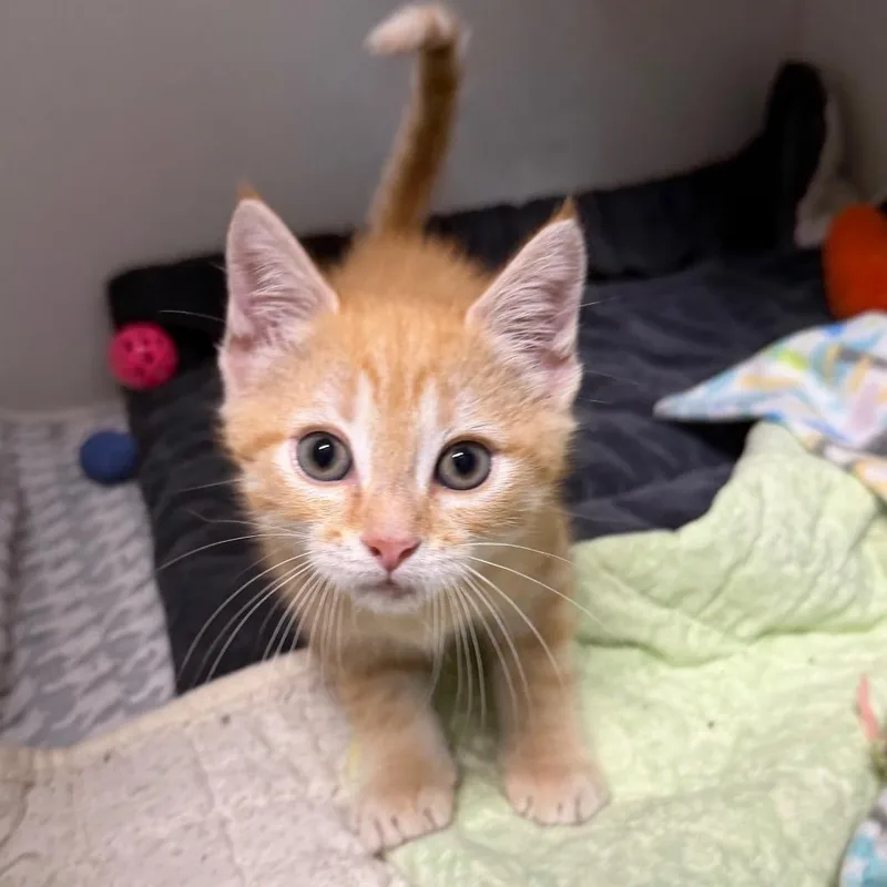 A baby small-sized male Orange / Red Domestic Short Hair cat named Soup Man for adoption in Waynesville, NC
