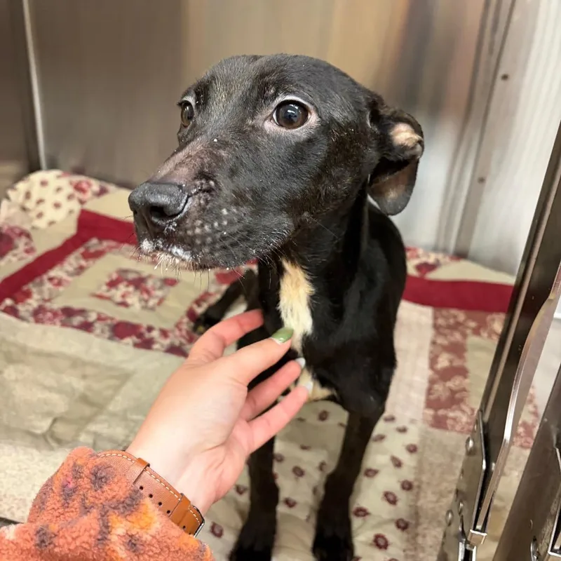 A young small-sized female Black Mixed Breed dog named Birdie for adoption in Chattanooga, TN