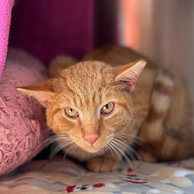 A young medium-sized male Orange / Red Domestic Short Hair cat named Dipper for adoption in Nashville, IN