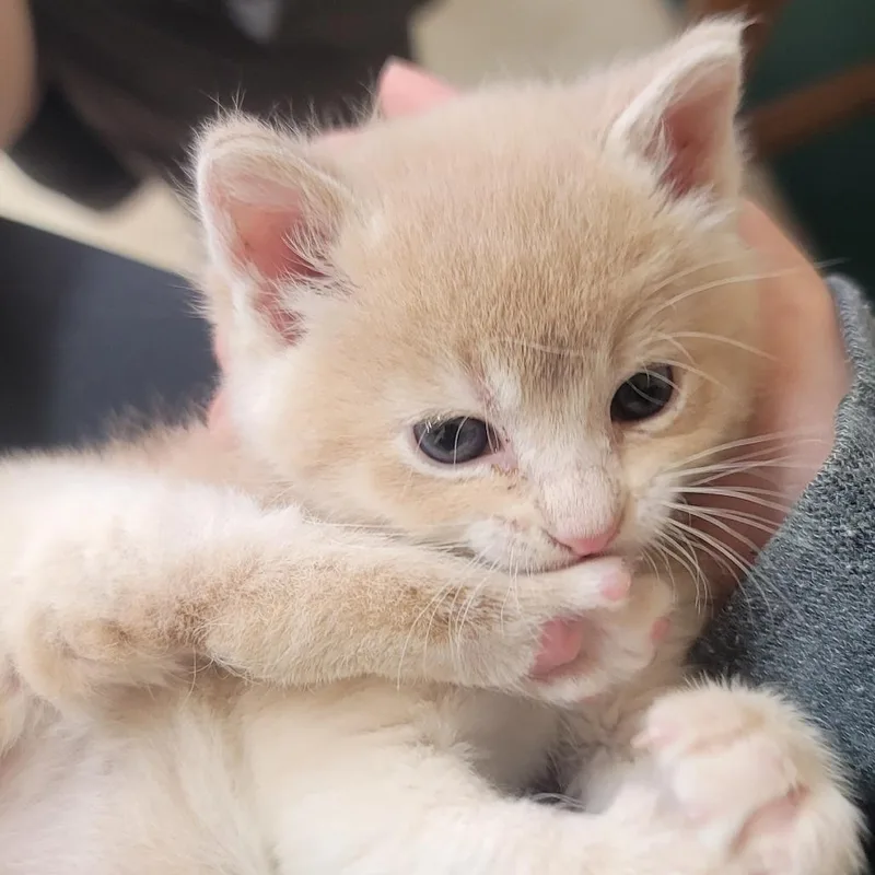 A baby small-sized male Buff / Tan / Fawn Domestic Medium Hair cat named Toe for adoption in Tipton, IN