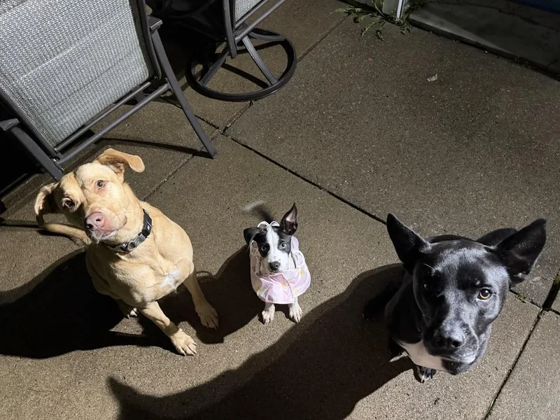 A baby small-sized female Tricolor (Brown, Black, & White) Husky dog named Lily for adoption in Amherst, NY
